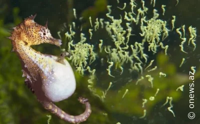 Bu saat bir dəniz atıyam ləpədöyəndə... -